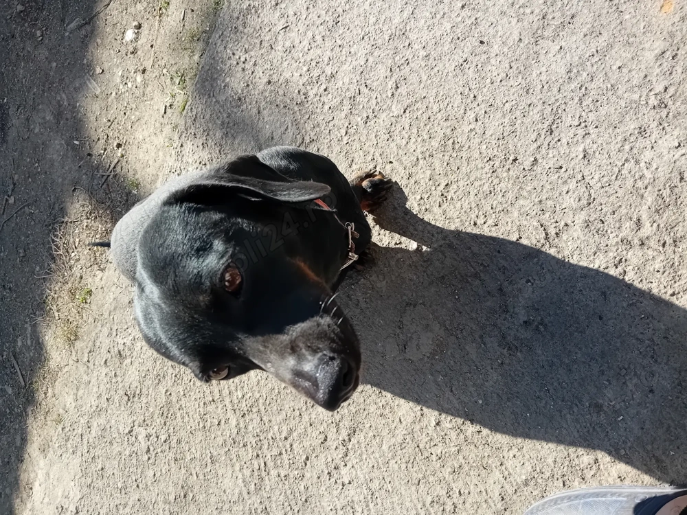 Vand catei tekel Vand catei tekel