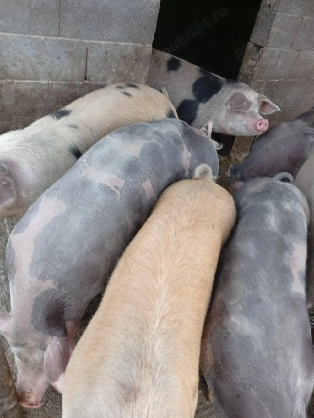 Porci de vanzare numai buni pt Crăciun !