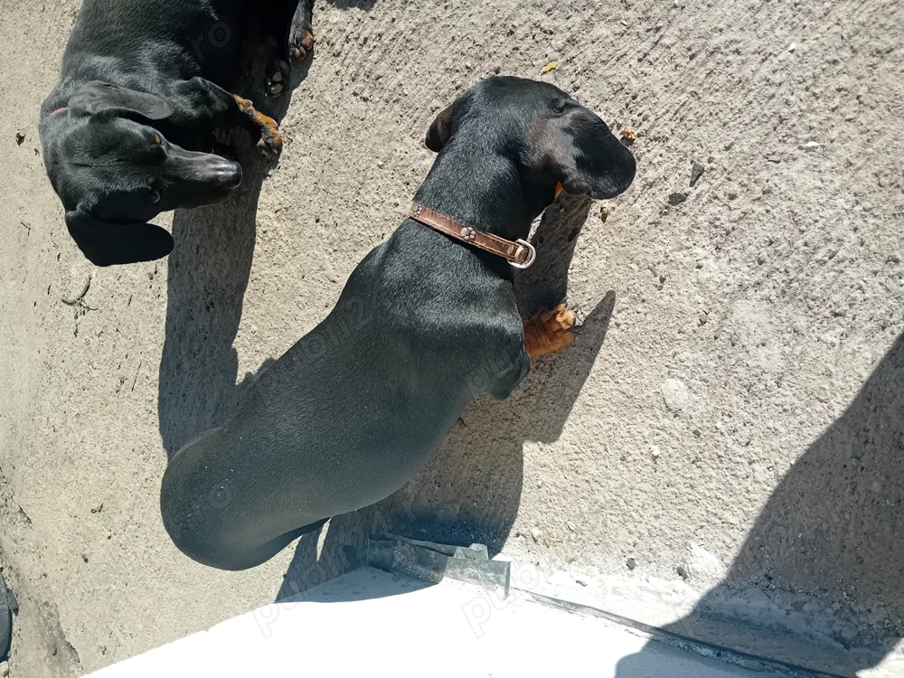 Vana 2 catei tekel de 2 luni Vana 2 catei tekel de 2 luni