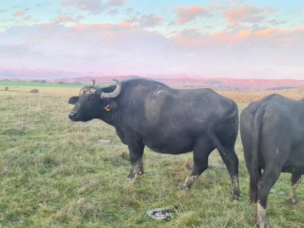 Bivolite de vânzare 