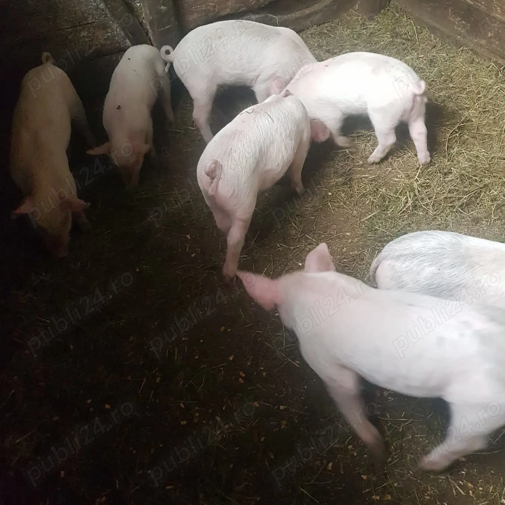 Purcei de vanzare Purcei de vanzare