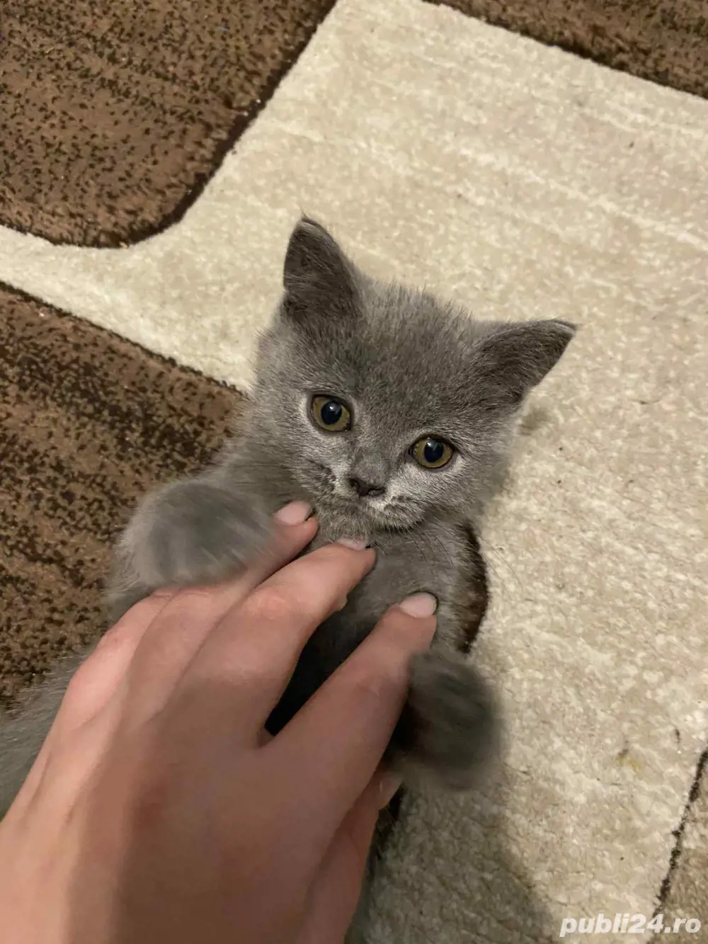 Pui british shorthair Pui british shorthair