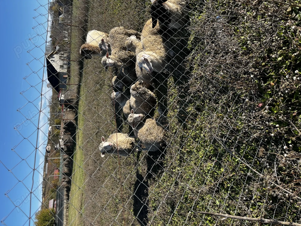 Vând miei buni 15bucati