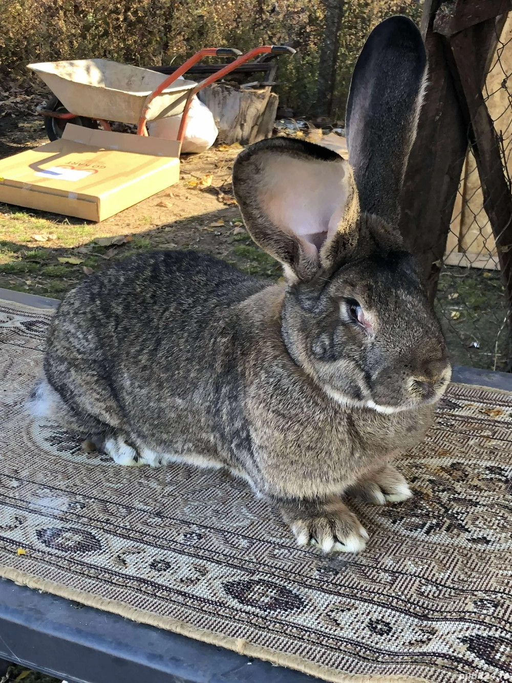 iepuri uriaș german 