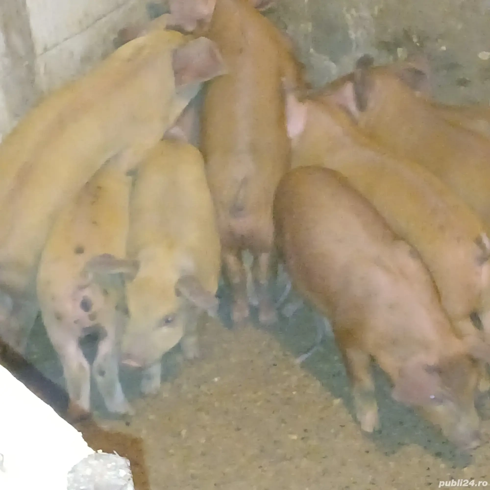 purcei durok purcei durok