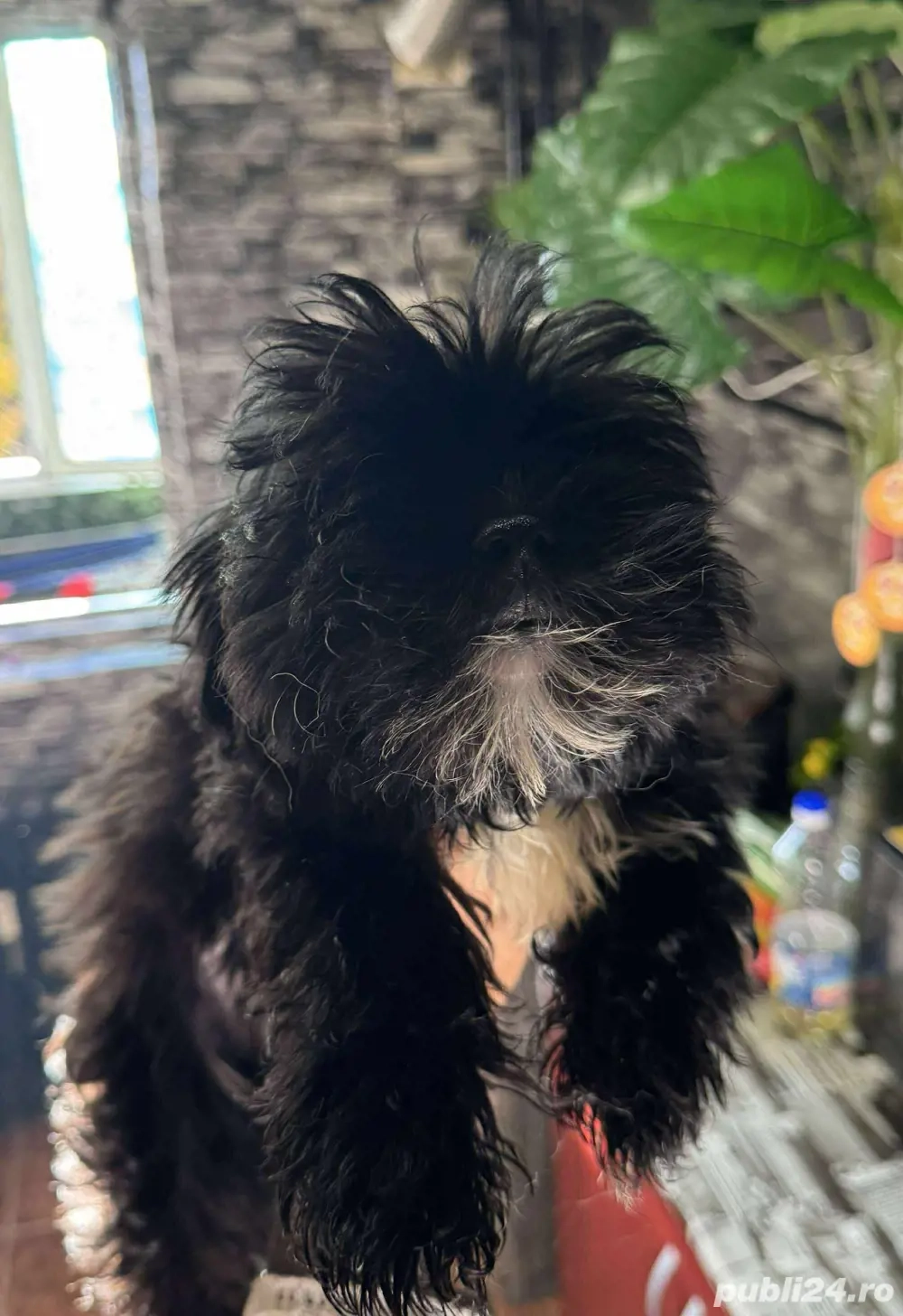 Vand 3 catei puiuti bichon havanez