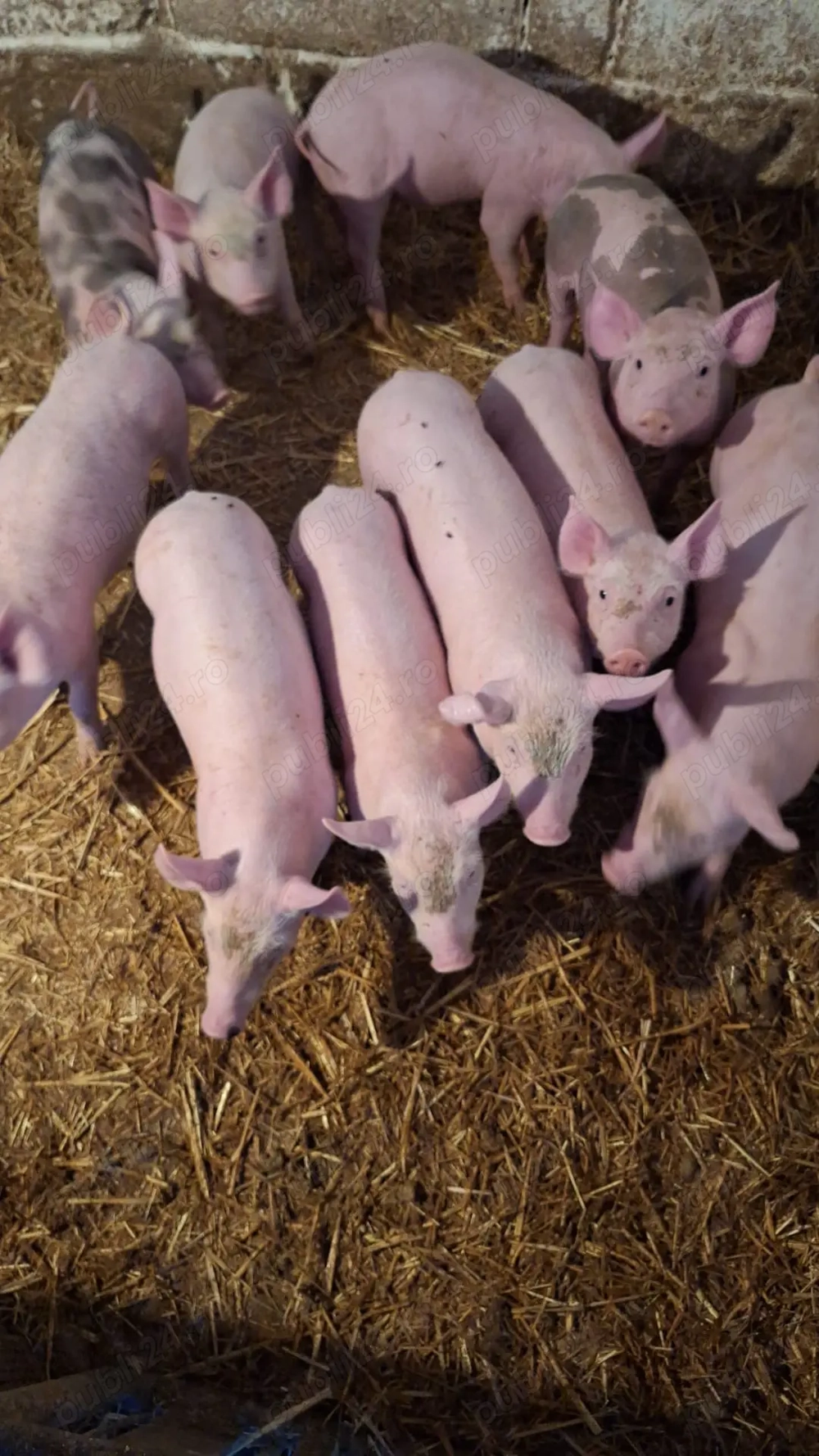 Vând purcei comuna Oarja 