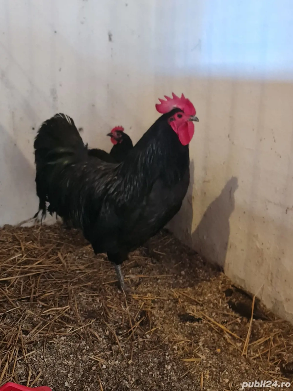 Cocos Australorp Cocos Australorp