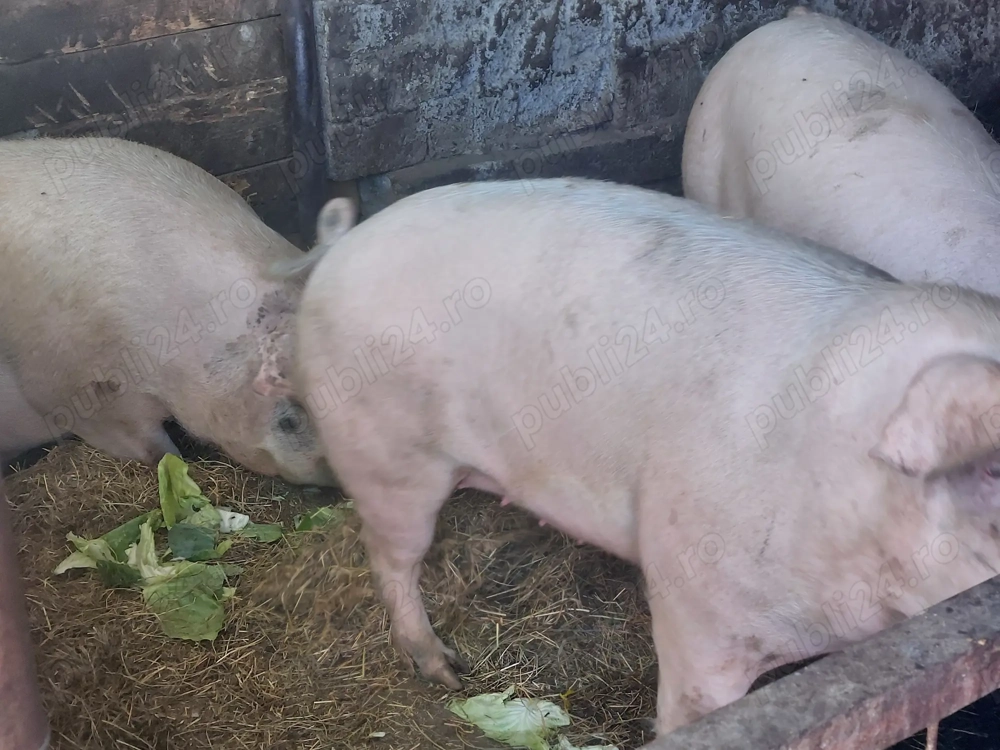 Vand porci pentru Crăciun!!!