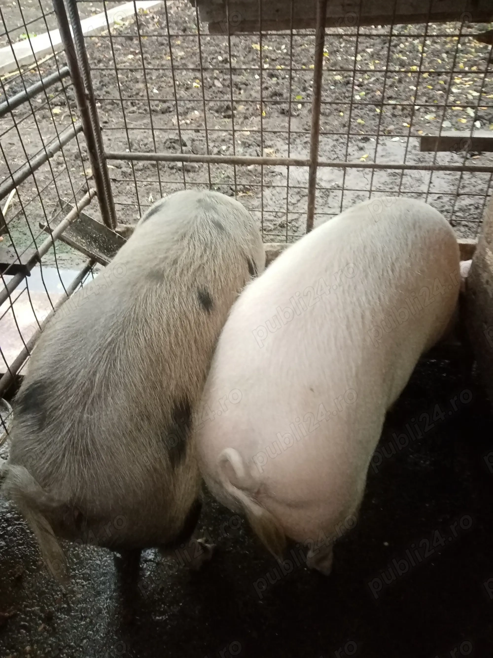 Vând porci, 200kg buc