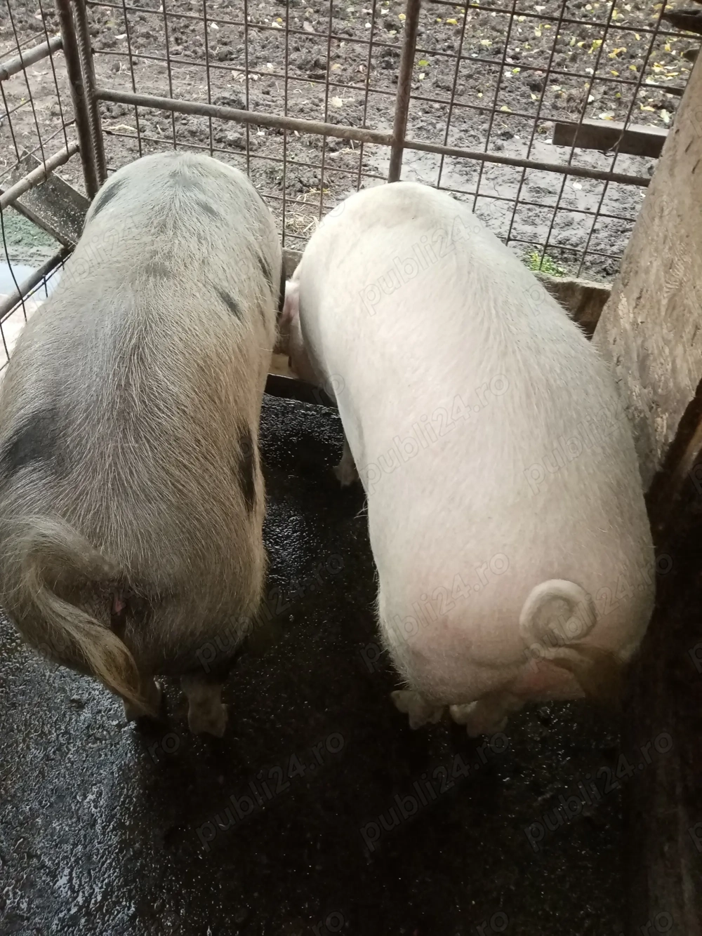 De vânzare porcii, 200kg buc