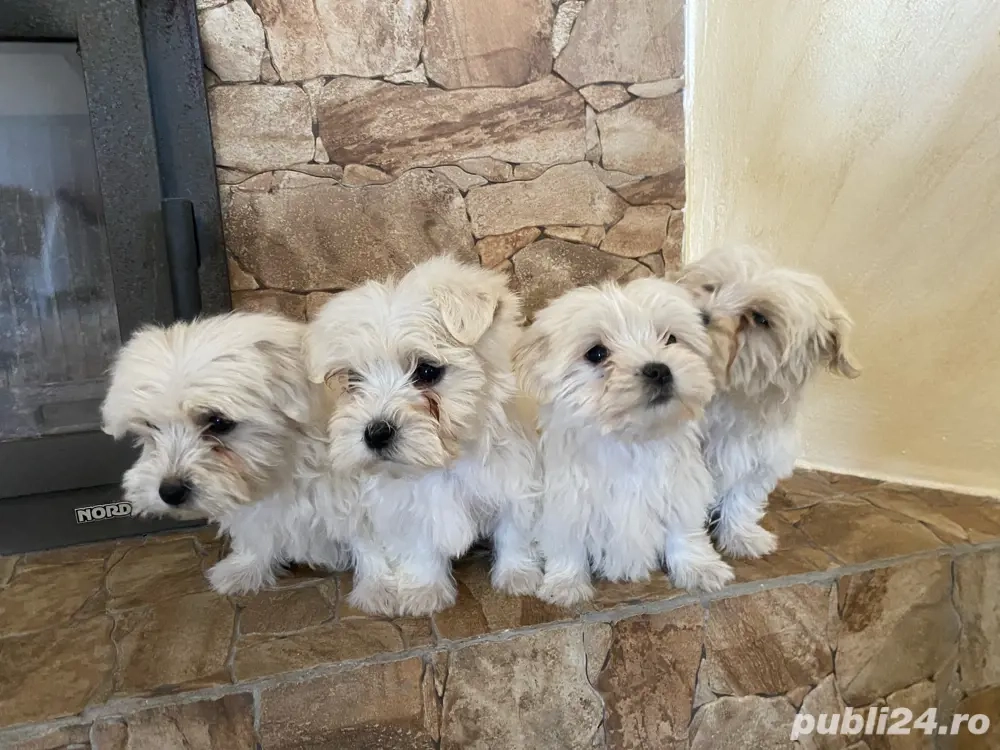 vand catei bichon maltez  vand catei bichon maltez