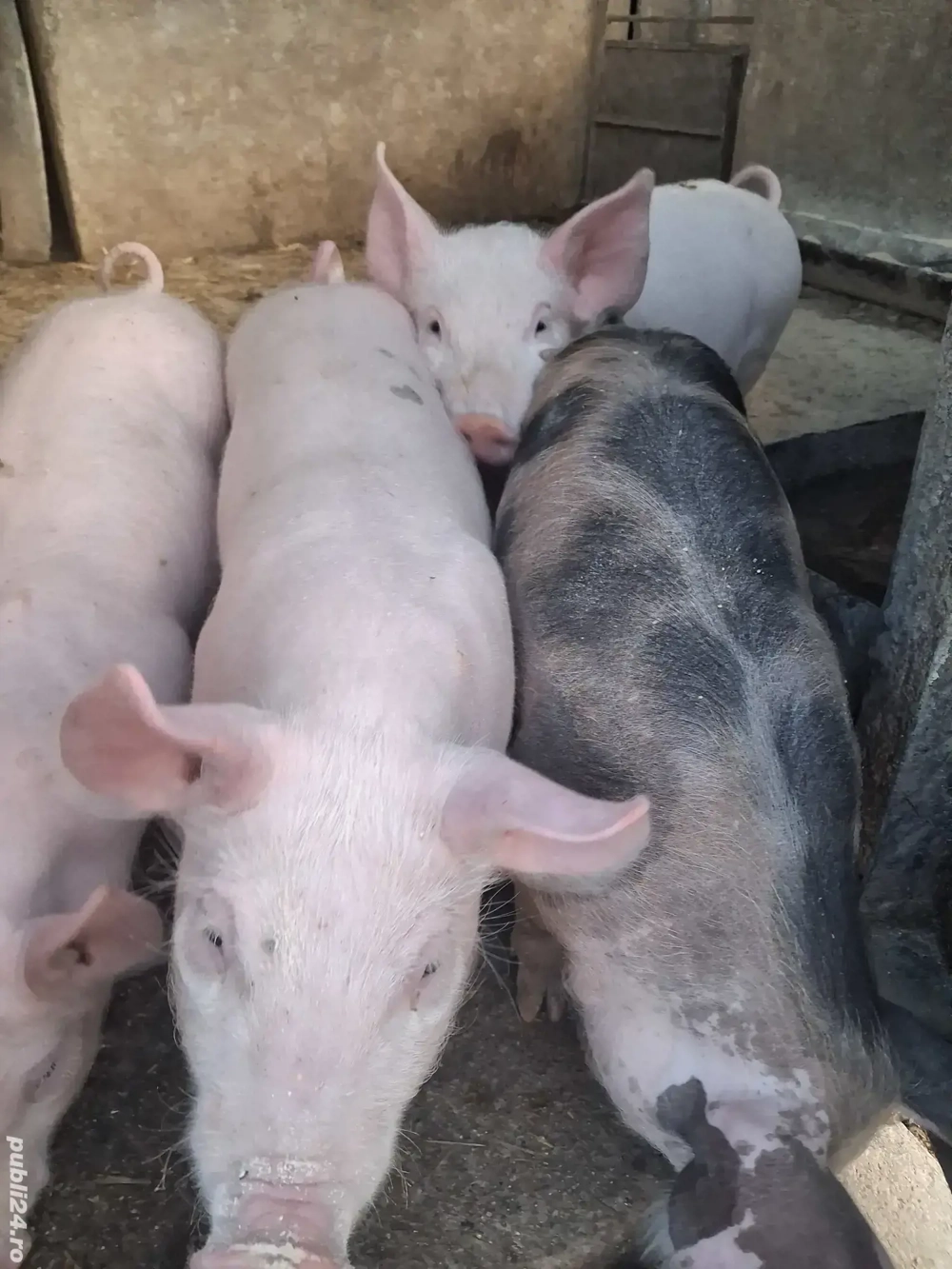 de vânzare 4 șoldănei 3 luni ofer spre  de vânzare 4 șoldănei 3 luni ofer spre