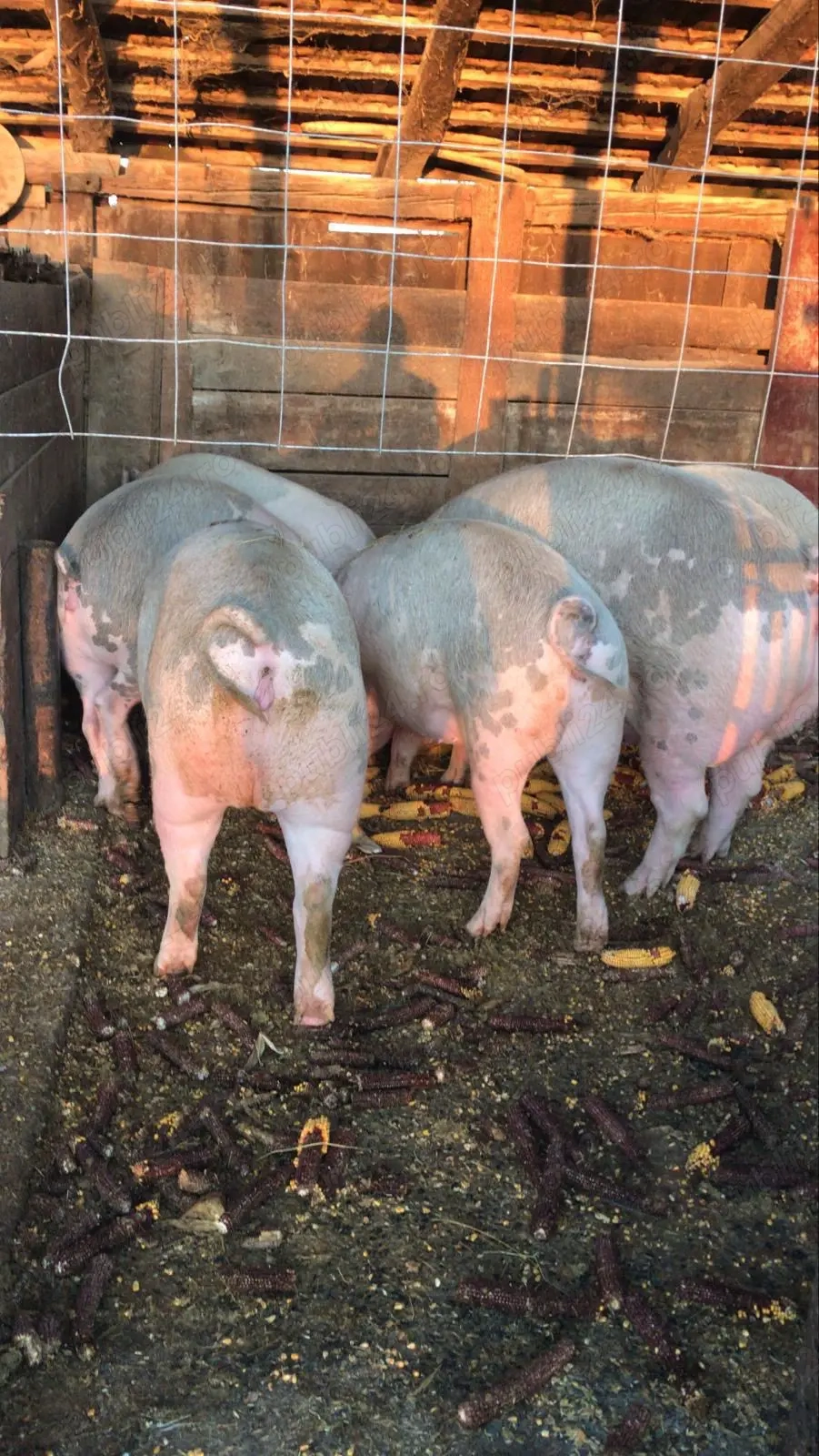 Porci de vânzare pentru sacrificat