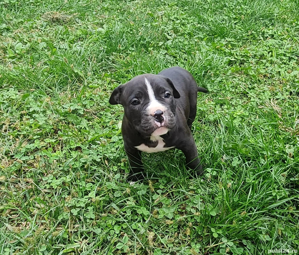 Amstaff (American Staffordshire Terrier)