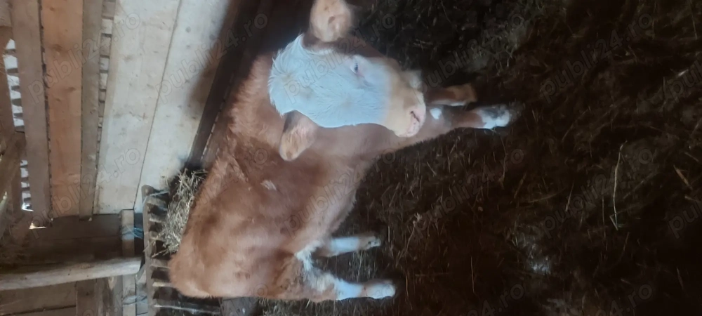 Vând schimb vitea cu tauras de taiat