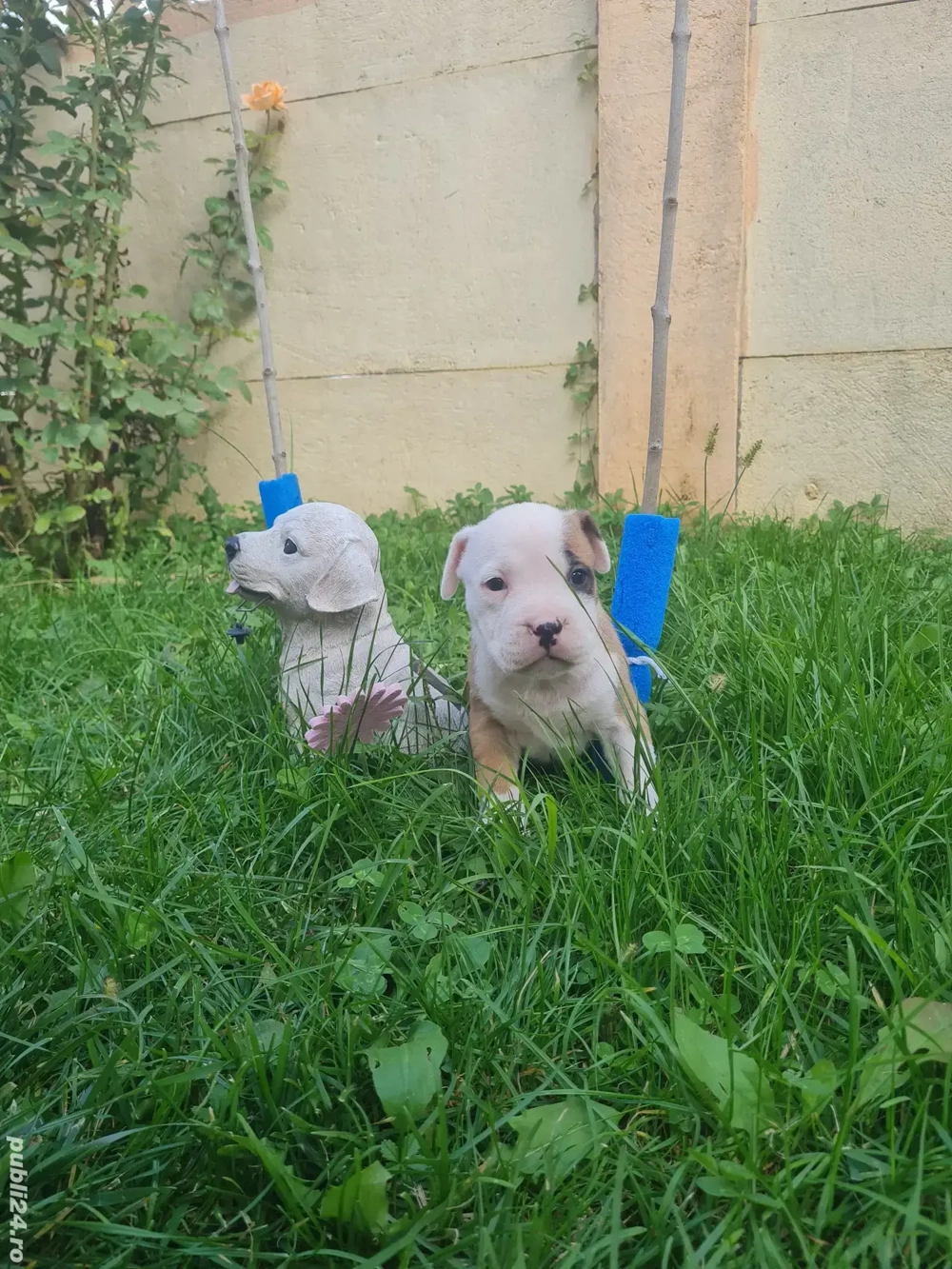 Amstaff (American Staffordshire Terrier)