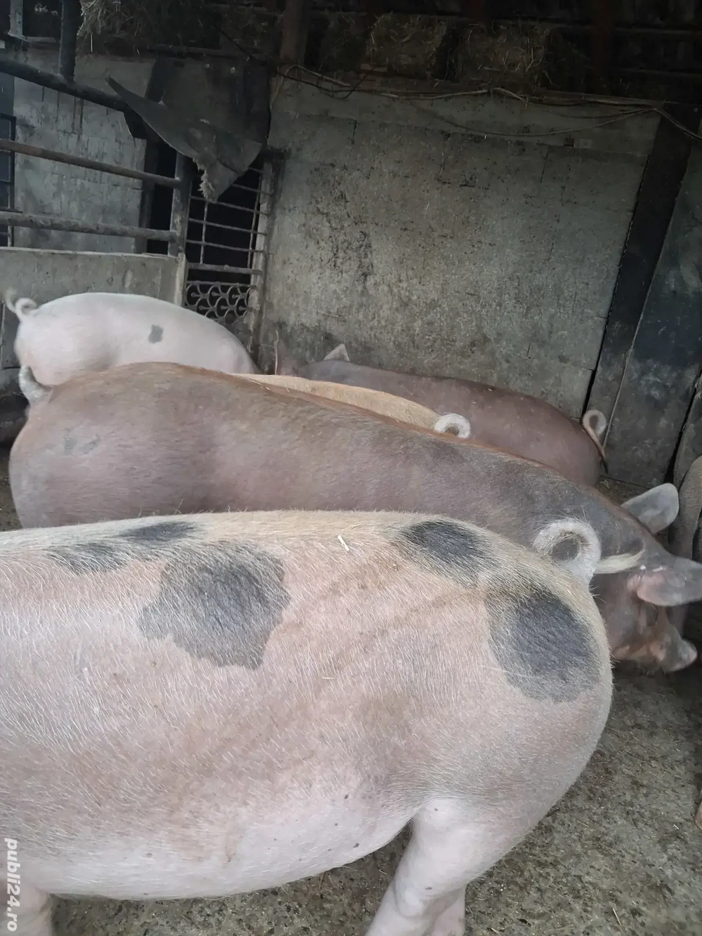 de vânzare 5 masculi 65..85 kg ofer transport  de vânzare 5 masculi 65..85 kg ofer transport