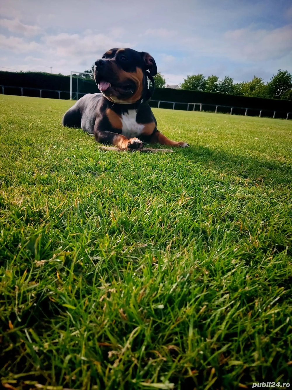 American bully pochet 