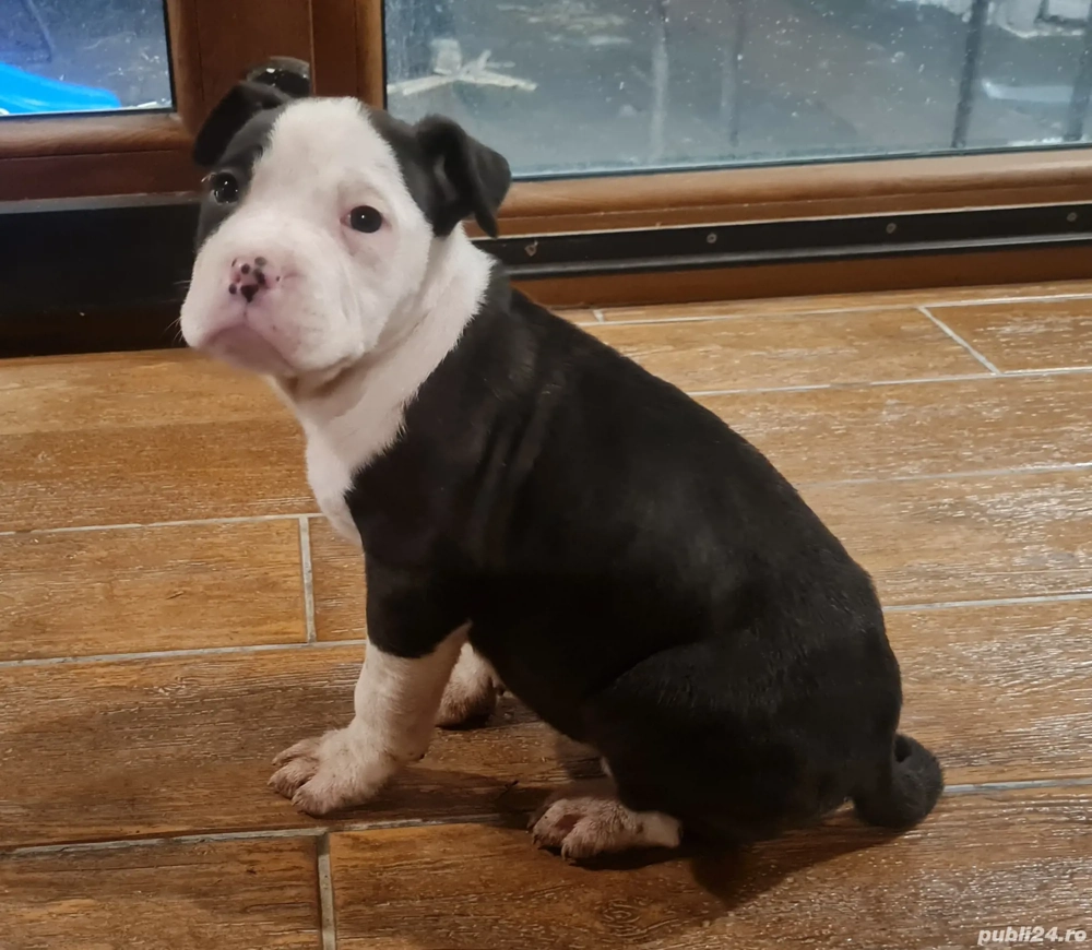 American Staffordshire Terrier (Amstaff)