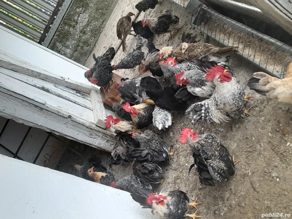 De vânzare gainuse chabo  De vânzare gainuse chabo