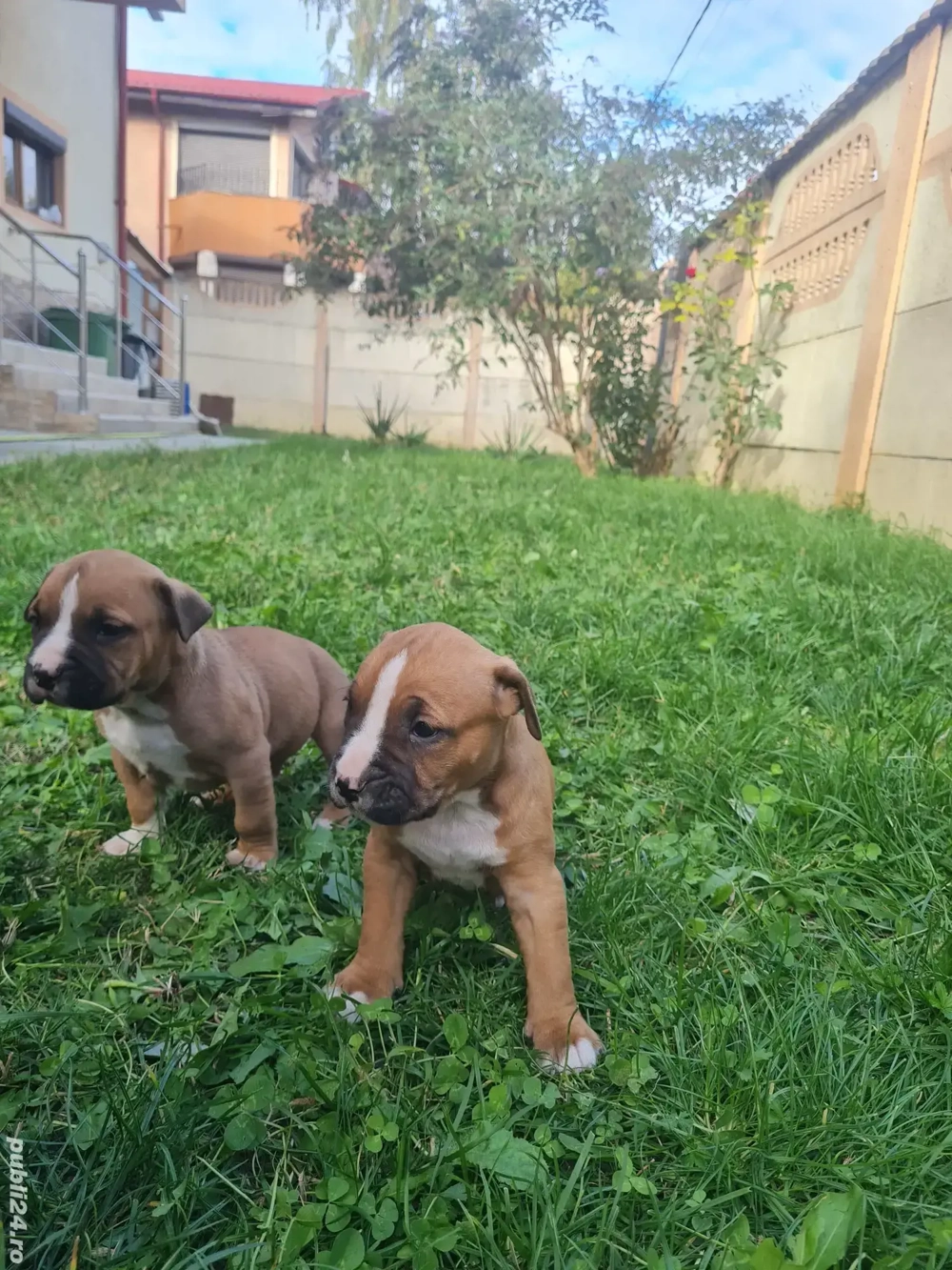 American Staffordshire Terrier (Amstaff)