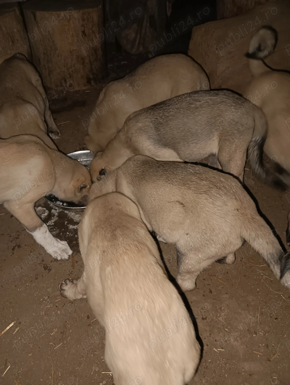 Căței kangal fătați în iunie