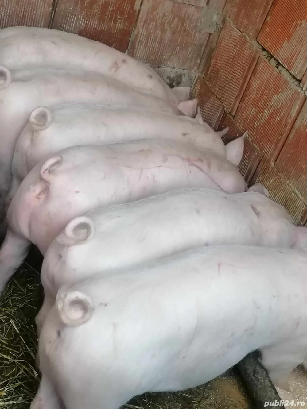 vând 10 soldani rasa de calitate de carne 30-35 kg 7 mascul castrați 3 femele 