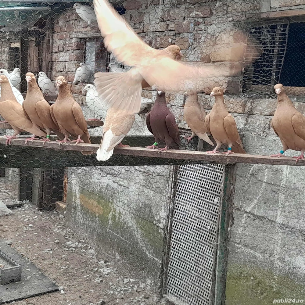 De vânzare voiajori albi și galbeni  De vânzare voiajori albi și galbeni