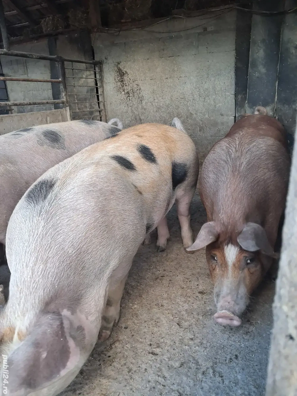 de vânzare  de vânzare