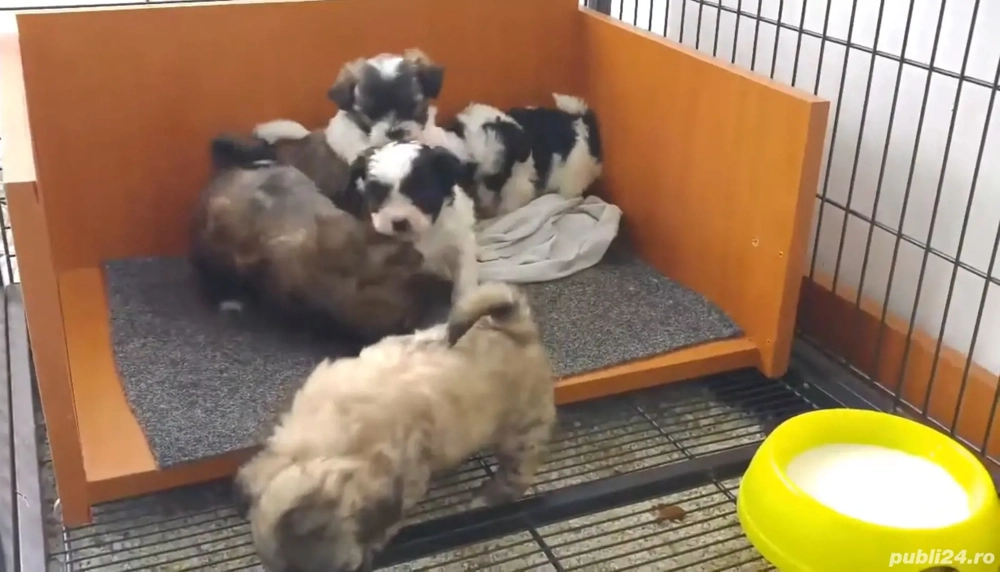 bichon havanez pret foarte mic