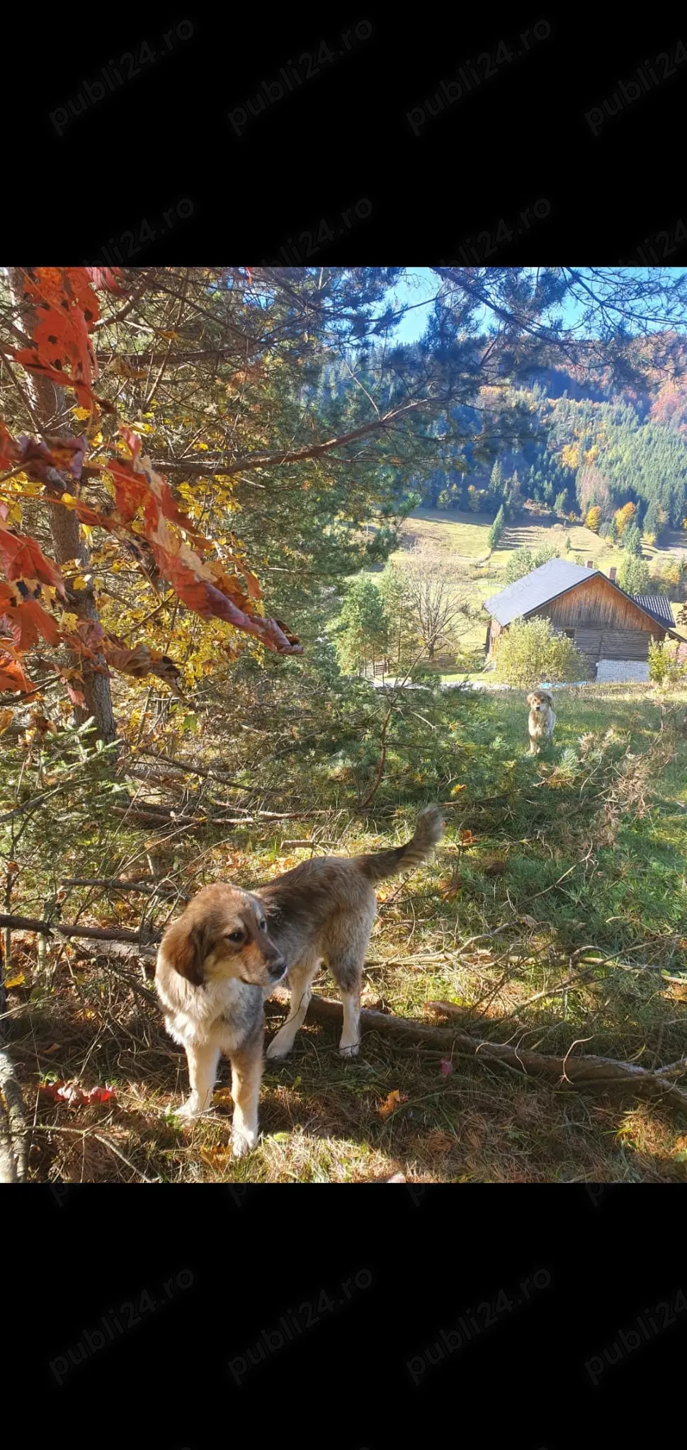 Catei Ciobanesc Carpatin Catei Ciobanesc Carpatin