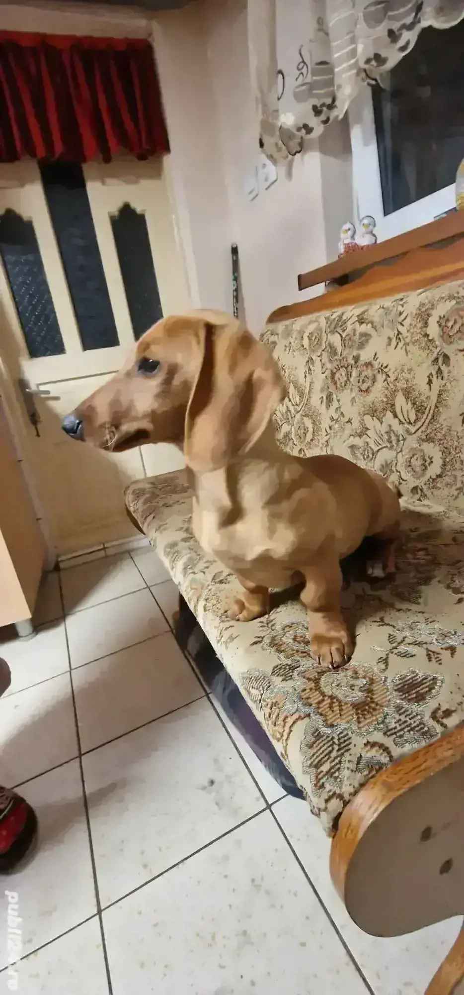 teckel (fetiță ) păr scurt talie mică 