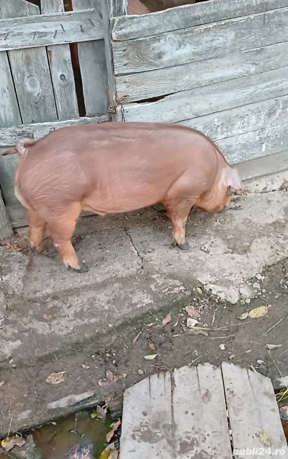 Vierusi duroc  Vierusi duroc