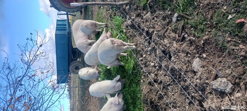Vând  porci.