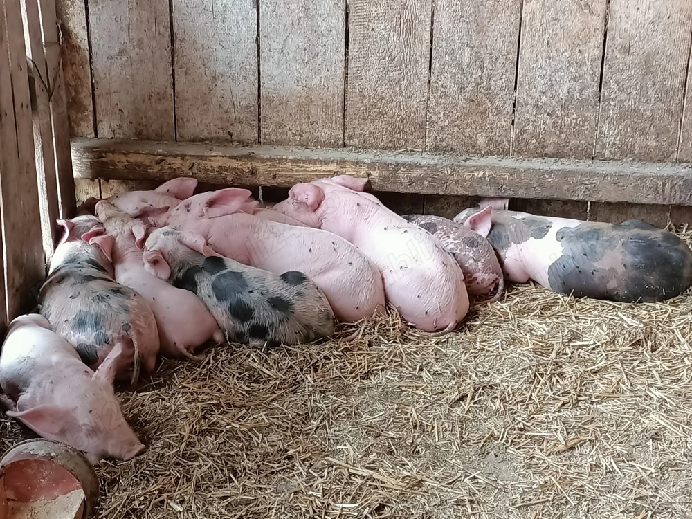 Porci și purceii de vânzare....