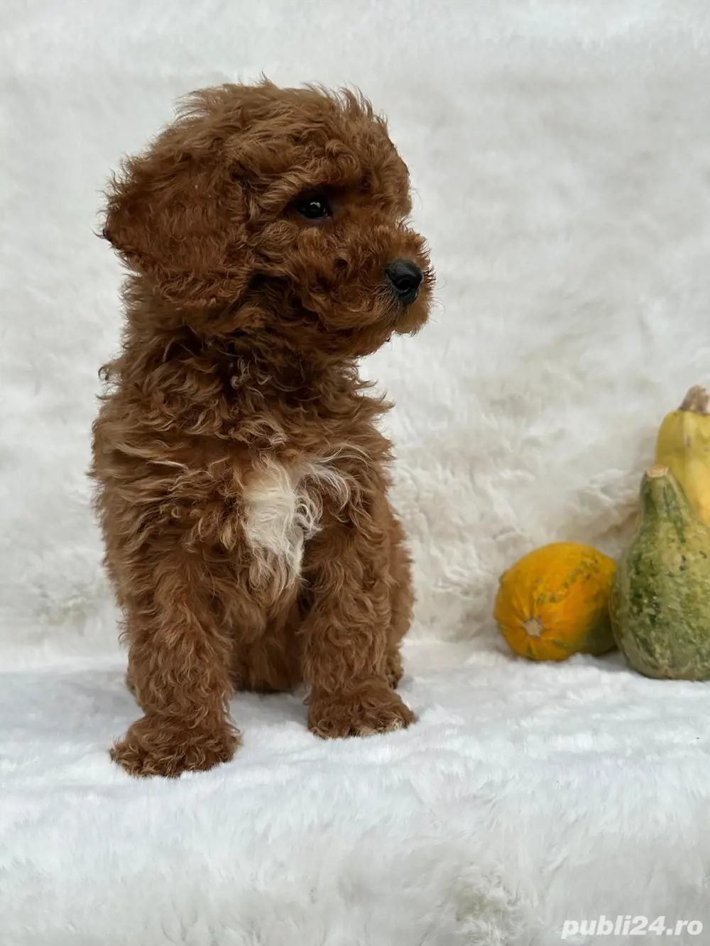 pudel red talie medie