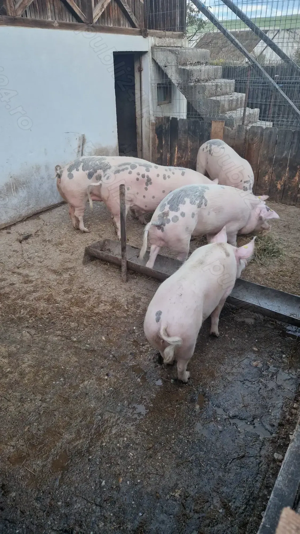 Vand porci 170-200 kg com. Ghercesti, Dolj