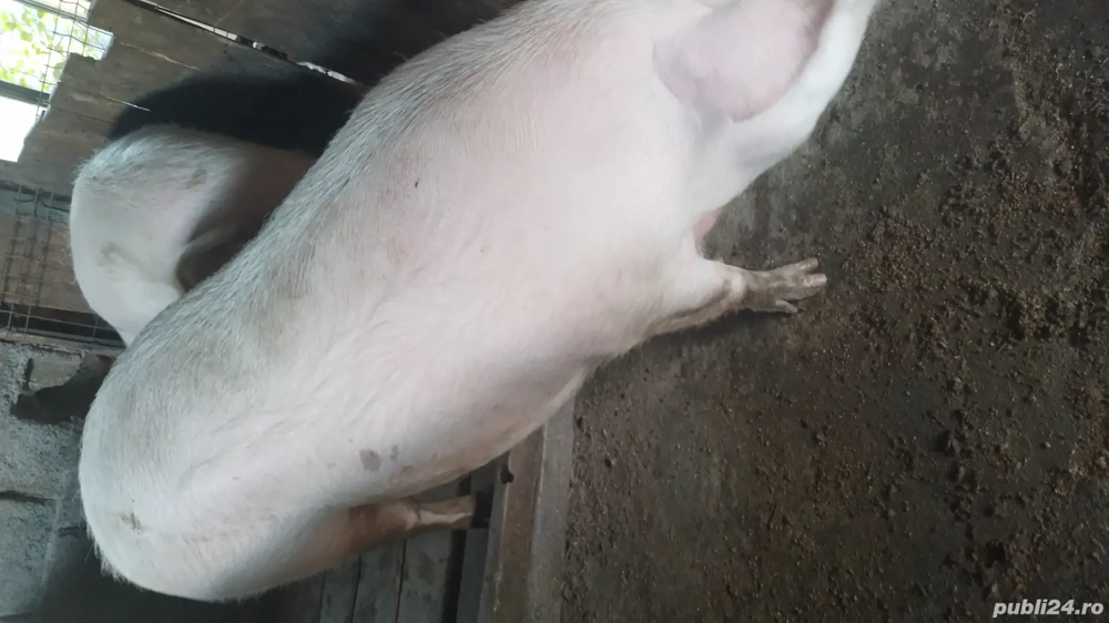 porci de vânzare porci de vânzare