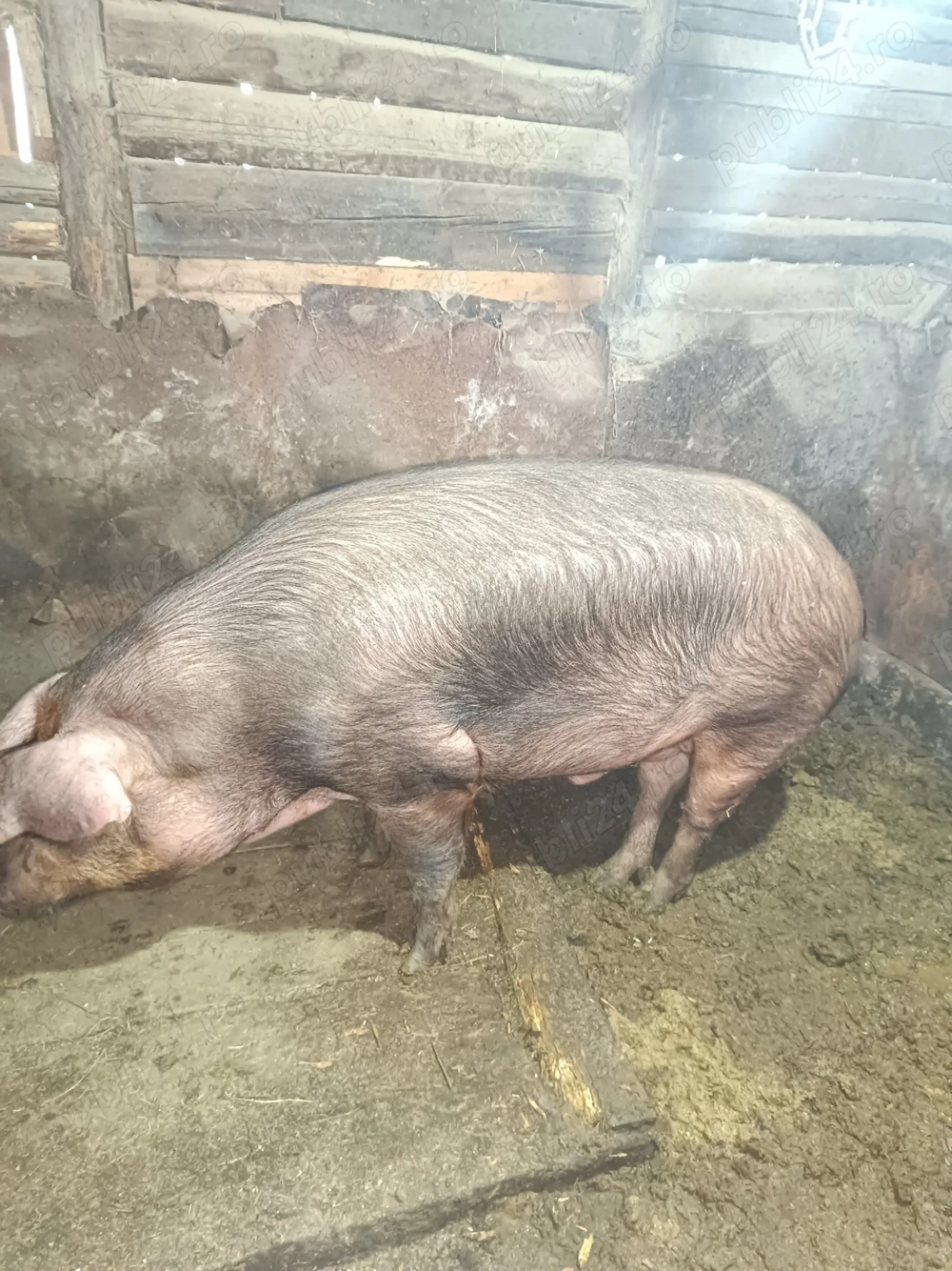 Porc de sacrificat Porc de sacrificat