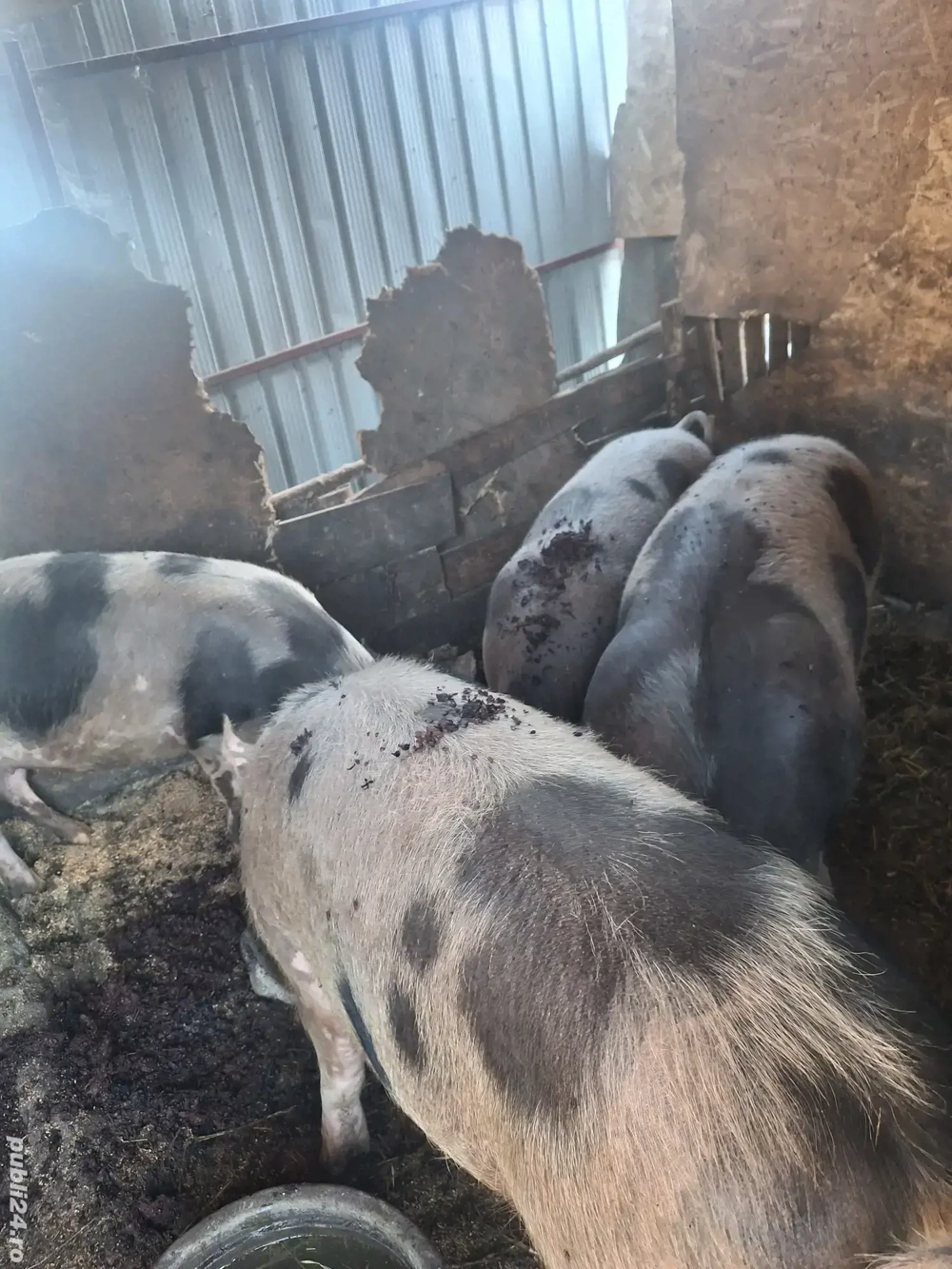 Pentru Crăciun  Pentru Crăciun