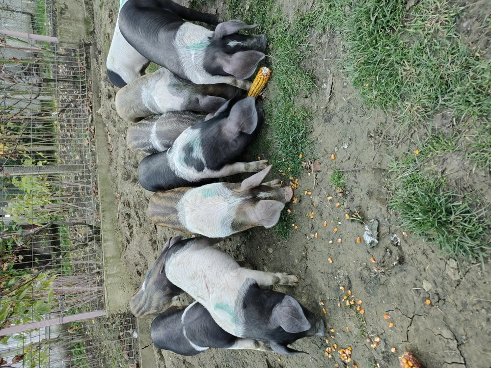 Vând purcei detalii la Nr Vând purcei detalii la Nr