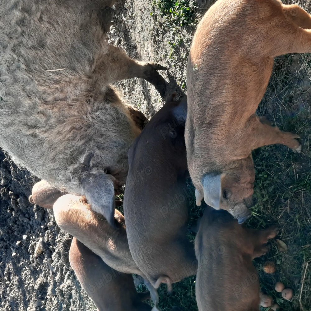 Purcei din mama mangalita si tata durok Purcei din mama mangalita si tata durok