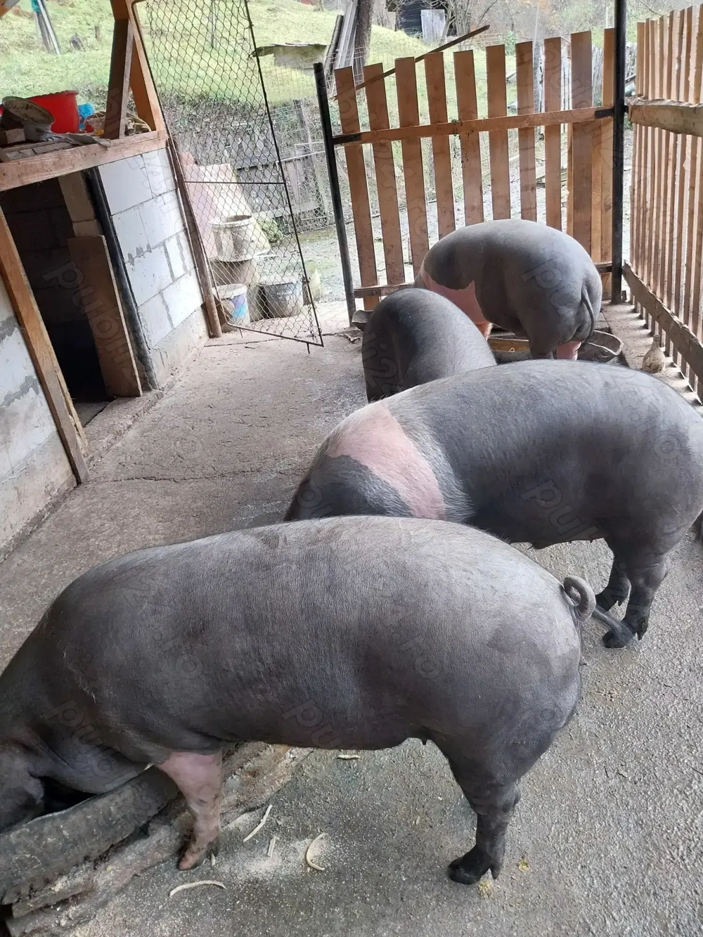 Vând porci pentru sacrificat Vând porci pentru sacrificat