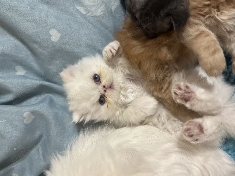 Pui pisică persană