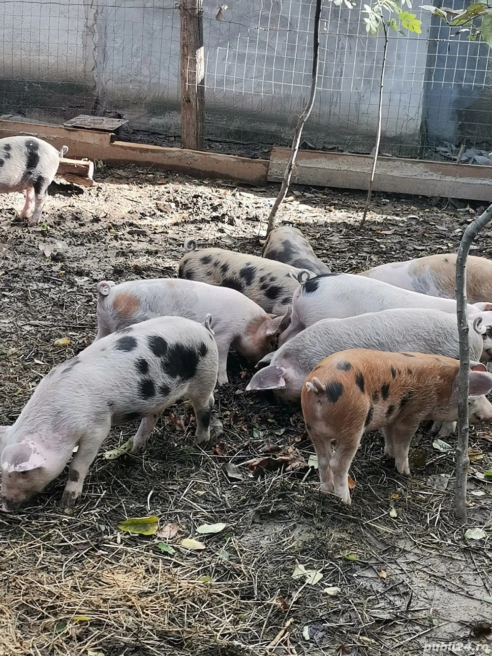 purcei de vanzare purcei de vanzare