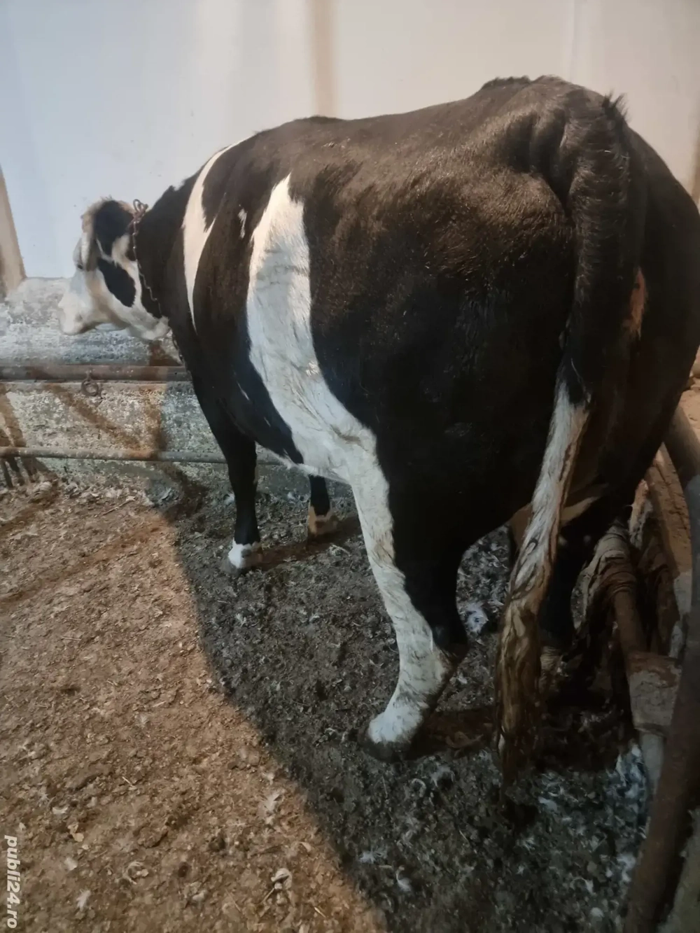 De vinzare o junică de 2ani pentr  mai multe detalii la tel    De vinzare o junică de 2ani pentr  mai multe detalii la tel