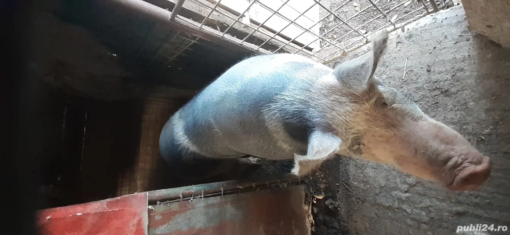 De vanzare  De vanzare