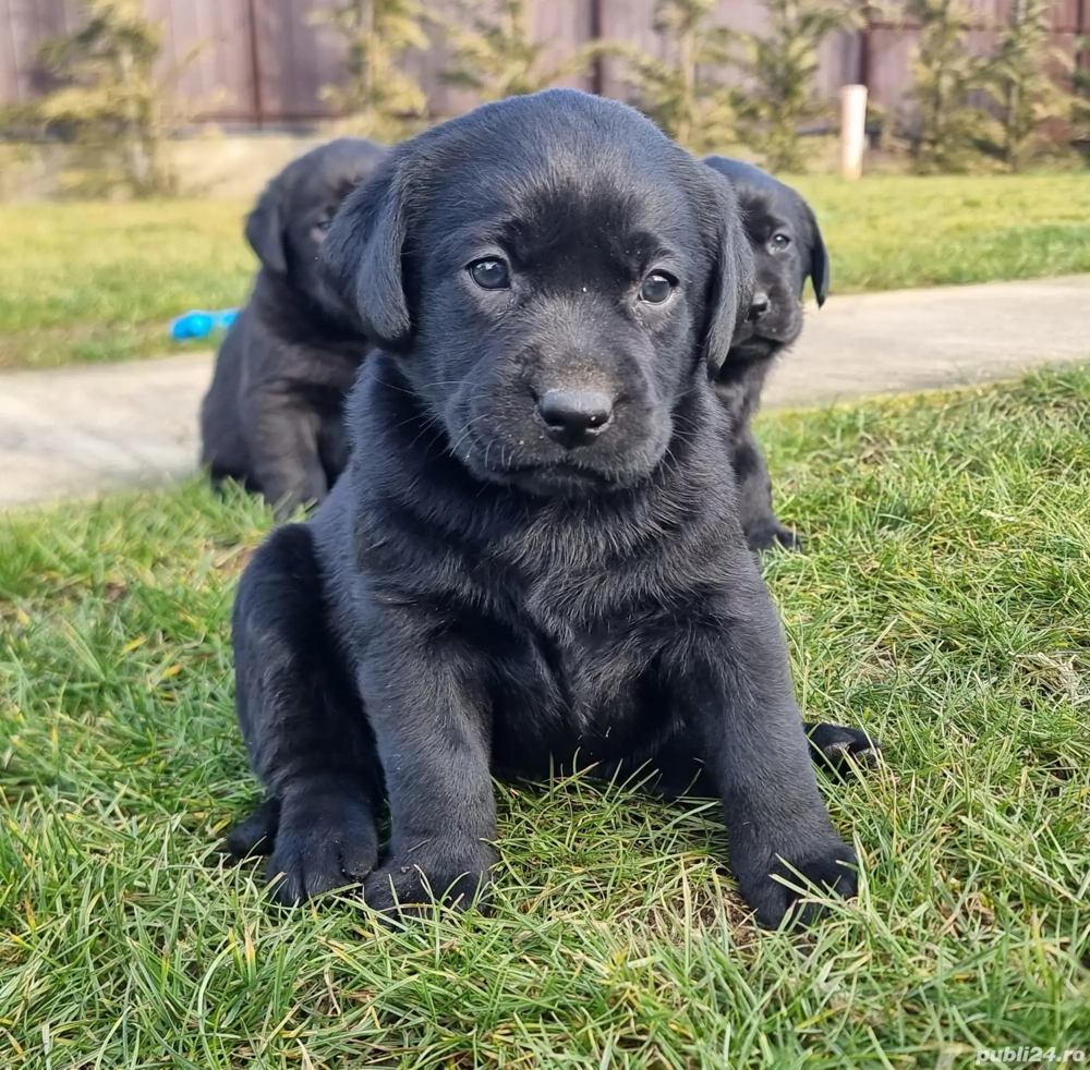 Labrador retriever negru