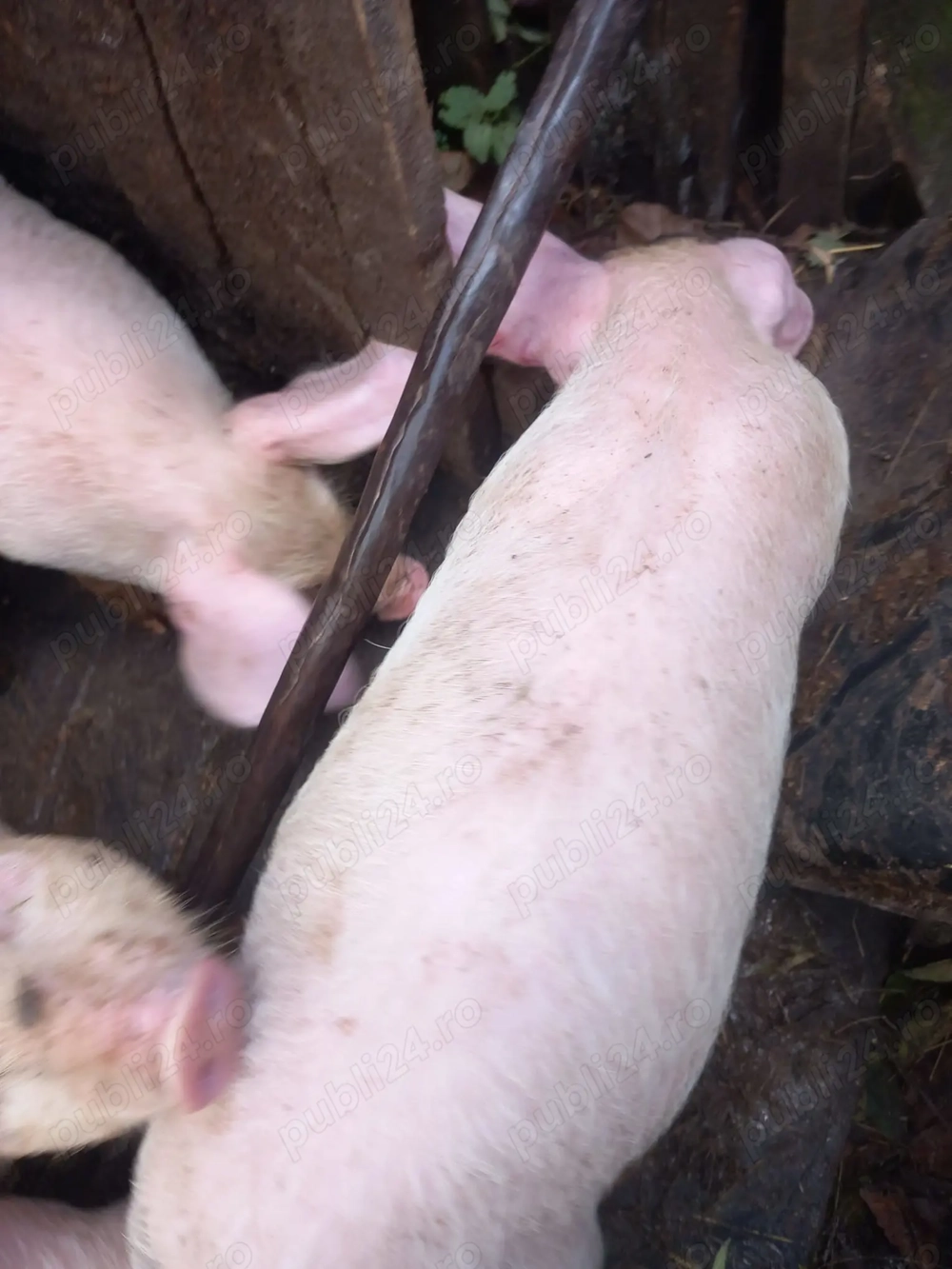 Vând purcei  Vând purcei